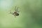 Cross spider crawling on a spider thread. Halloween fright. Blurred background