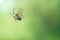 Cross spider crawling on a spider thread. Halloween fright. Blurred background