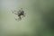 Cross spider crawling on a spider thread. Halloween fright. Blurred background