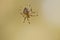 Cross spider crawling on a spider thread. Halloween fright. A useful hunter among