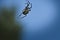 Cross spider crawling on a spider thread. Halloween fright. A useful hunter among