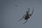 Cross spider crawling on a spider thread. Halloween fright. A useful hunter among