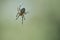 Cross spider crawling on a spider thread. Halloween fright. A useful hunter among