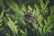 Cross Spider Among Evergreen Thuja Foliage