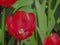 Cross-stitch. Bright scarlet tulip flower on a green background of sheets