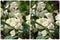 Cross-view stereo photography of flowering Jasmine. 3D photo.