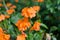 Crossandra, Barleria strigosa Willd