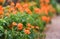 Crossandra, Barleria strigosa Willd