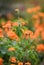 Crossandra, Barleria strigosa Willd