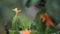 Crossandra infundibuliformis, the firecracker flower, slow motion footage