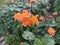 Crossandra Infundibuliformis Firecracker Flowers in Landscape