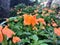 Crossandra Infundibuliformis Firecracker Flowers in Vivid Color