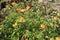 Crossandra infundibuliformis flower plant on farm