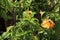 Crossandra infundibuliformis flower plant on farm