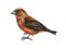 Crossbill bird. Realistic watercolor illustration. Red crossbill image on white background. Loxia curvirostra avian