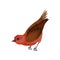 Crossbill with bright red plumage. Small winter bird with brown wings and beak. Flat vector element for ornithology book