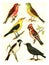 Crossbill, Goldammer, Waxwing, Oriole, Starling, Reed Bunting, vintage engraving