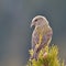 Crossbill in natural habitat (loxia curvirostra)