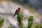 Crossbill in natural habitat - Loxia curvirostra. Wildlife photo