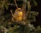 Crossbill on a spruce branch