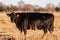 Crossbred Angus beef cow in a dormant brown pasture