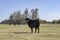 Crossbred Angus cow in open Autumn pasture in AL