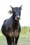 Crossbred beef cow with horns portrait