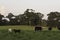 Crossbred beef cows and calves in summer pasture