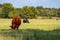 Crossbred cattle grazing in a summer pasture