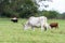 Crossbred cows in a Southern pasture