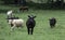 Crossbred heifer in focus with herd behind