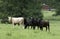 Crossbred heifers in the rain