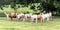 Crossbred heifers in a southern pasture