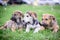 Crossbred little three puppies outdoor