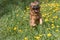 Crossbreed brown dog in a jump running at the blossoming dandelion meadow.