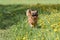 Crossbreed brown dog running at the blossoming dandelion meadow.