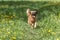 Crossbreed brown dog running at the dandelion meadow.