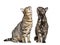 Crossbreed cats, looking up, isolated