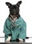 Crossbreed dog, dog dressed in a doctor coat