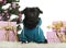 Crossbreed dog dressed and sitting in front of Christmas decorations