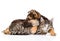 Crossbreed dog hugging tabby cat on white background