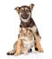 Crossbreed dog hugging tabby cat on white background