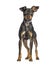 Crossbreed dog between Pinscher et Jack Russel