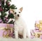 Crossbreed dog sitting in front of Christmas decorations
