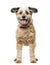 Crossbreed dog standing