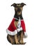 Crossbreed dog wearing a christmas cape, sitting, isolated