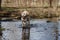 Crossbreed female dog, playing in a pond with a stick