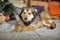 Crossbreed husky and shepherd dogs