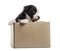 Crossbreed puppy getting out of a box isolated on white