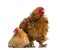 Crossbreed rooster, Pekin and Wyandotte